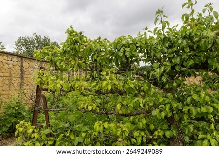 Pear cordon. Intensive growing method for fruit trees in a garden setting.