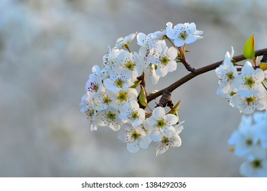 Pear Flower In Full Bloom In Spring