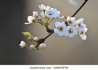 Pear Flower In Full Bloom In Spring