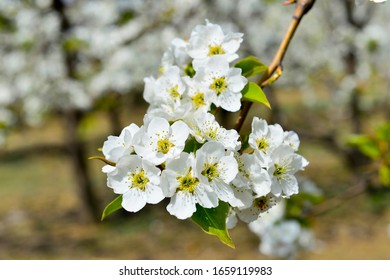 Pear Flower In Full Bloom In Spring