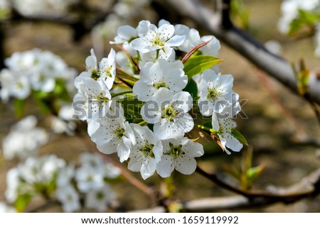 Pear flower in full bloom in spring