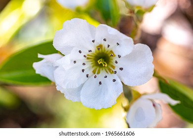 Pear Flower Spring Garden Natur