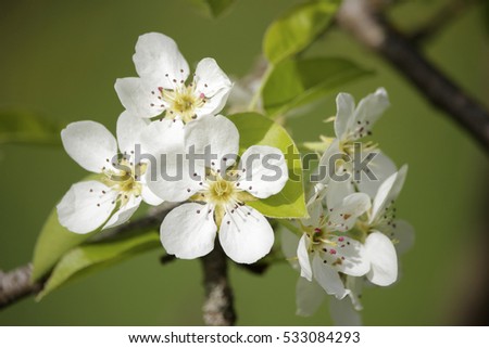 Pear flowers in spring