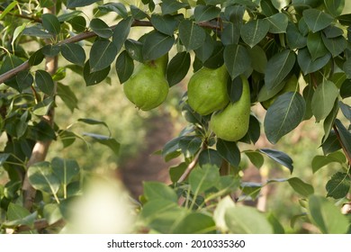 Pear fruit hanging on a tree. High quality photo - Shutterstock ID 2010335360
