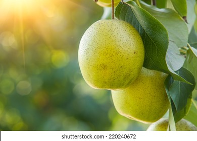 Pear Fruit On The Tree