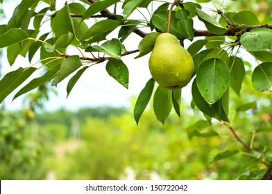 Pear Fruit On The Tree In The Fruit Garden