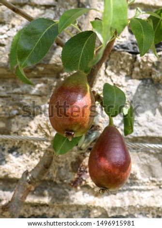 pears Pear Tree Fortress