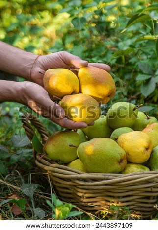 Similar – Image, Stock Photo Pears on the garden trees