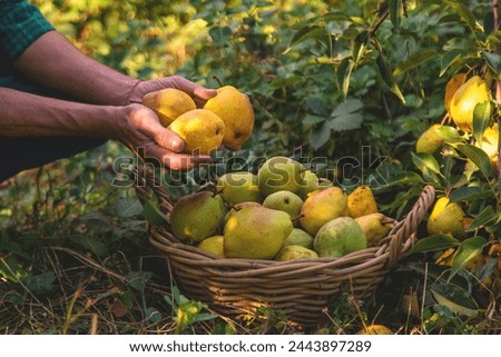 Pear harvest in the garden. Selective focus. Food.