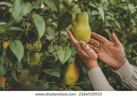 Similar – Image, Stock Photo Pears on the garden trees