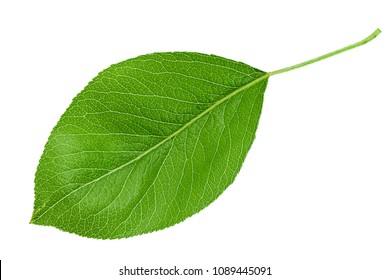 Pear Tree Leaf Isolated On White Stock Photo (Edit Now) 424281892