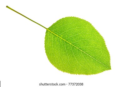 Pear Leaf Isolated On White