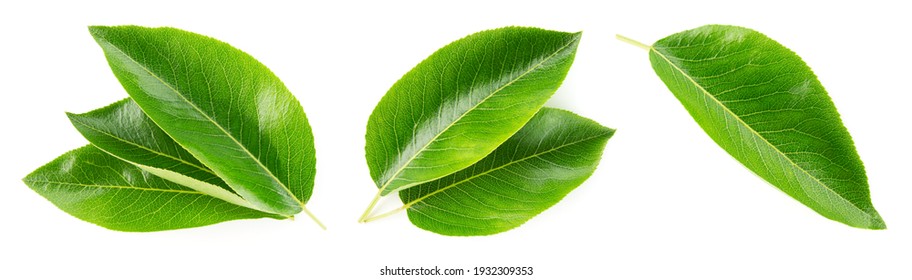 Pear leaf isolated. One, two, three green pear leaves on white background. Fruit leaf set. Full depth of field. - Shutterstock ID 1932309353