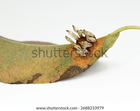 Pear leaf with Pear rust - disease caused by Gymnosporangium sabinae fungus. Symptoms on underside of leaf, autumn time