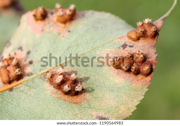 Pear leaf with Pear rust or Gymnosporangium\
sabinae infestation