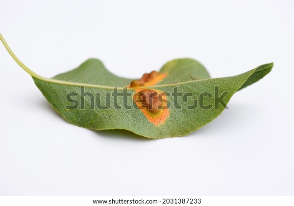 Pear leaf\
(underside) with Pear rust - disease caused by Gymnosporangium\
sabinae fungus, close up, white\
background