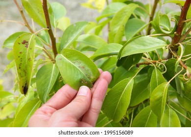 Pear Leaves Are Affected By Gall Mite. Concept Of Diseases And Pests On Tree.