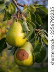 Pear moniliosis. Pears rot on a tree. Fruit rot of pear. Diseases of fruit trees.