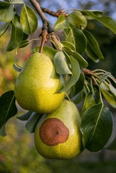 Pear Moniliosis. Pears Rot On A Tree. Fruit Rot Of Pear. Diseases Of Fruit Trees.