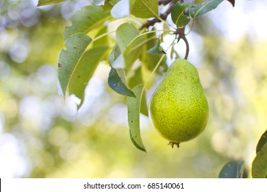 Pear On A Tree 