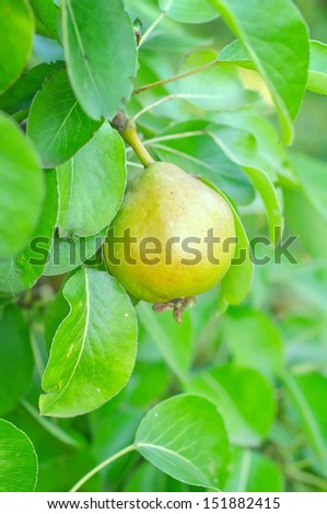 Image, Stock Photo ripe apple on a tree Apple