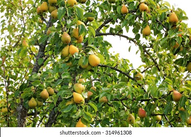 Pear On A Tree In The Garden Organic Farm Products Summer Autumn