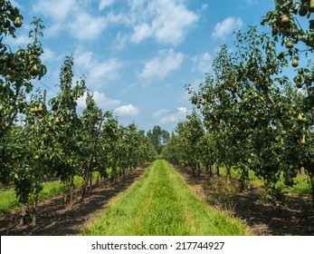 Pear Orchard Against Cloudy Blue Sky