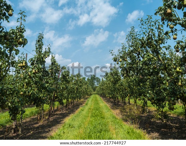 Pear orchard against\
cloudy blue sky