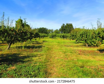 Pear Orchard In England, Pear Fruit Tree. Green Pear Fruits On The Tree. Fruit Farming, Harvest Time, Local Fruits In UK. Pear Picking Season