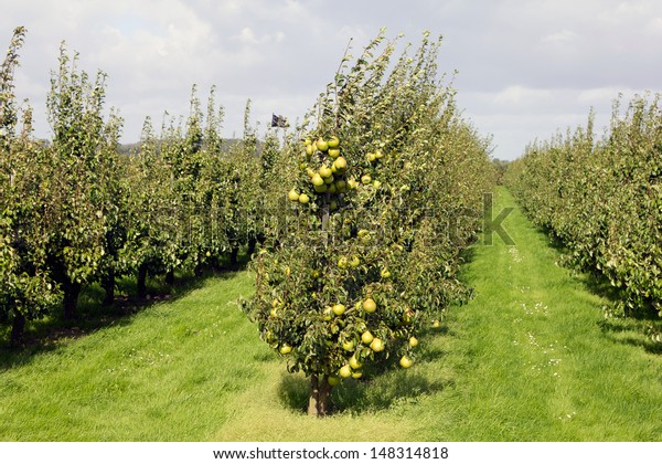 Pear orchard. Fruit growing area De Betuwe,\
Gelderland, The\
Netherlands.