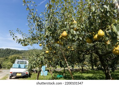 Pear Orchard In Harvest Season (variety: Aurora)