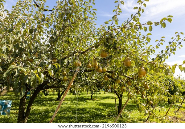 Pear orchard\
in harvest season (variety:\
Aurora)