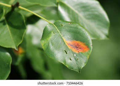 852 Rust Of Pear Images, Stock Photos & Vectors | Shutterstock