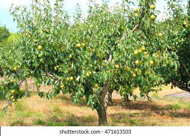 Pear Tree