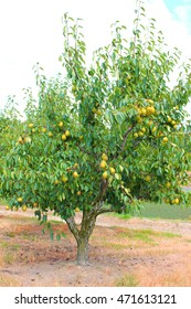 Pear Tree