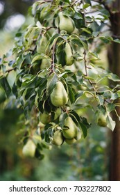 pear tree - Shutterstock ID 703227802