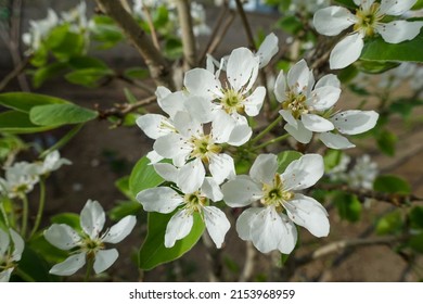 Pear Tree Blooming In Spring, Pear Tree Flower,