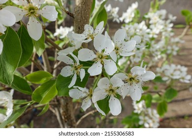 Pear Tree Blooming In Spring, Pear Tree Flower,