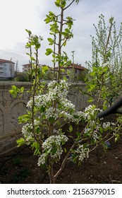 Pear Tree Blooming In Spring, Pear Tree Flower,