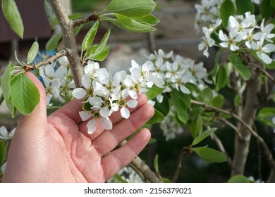 Pear Tree Blooming In Spring, Pear Tree Flower,