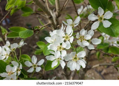 Pear Tree Blooming In Spring, Pear Tree Flower,