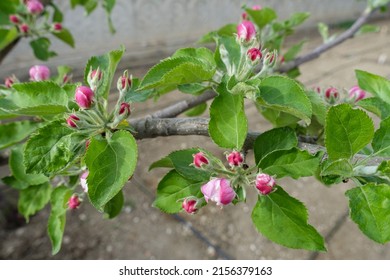 Pear Tree Blooming In Spring, Pear Tree Flower,