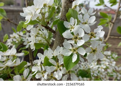 Pear Tree Blooming In Spring, Pear Tree Flower,