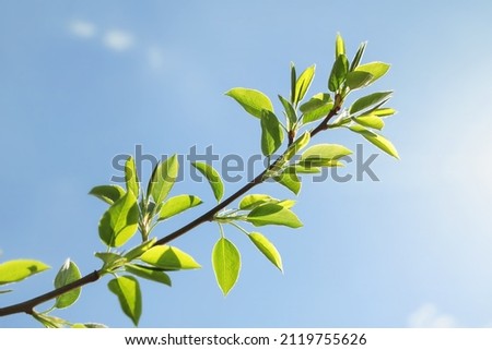 Pear tree branch with young foliage, against background of blue sky on sunny day