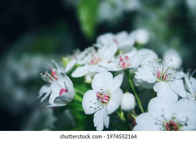 Pear Tree, Callery Pear, Pyrus Calleryana