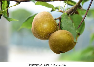 Pear tree is full of fruit