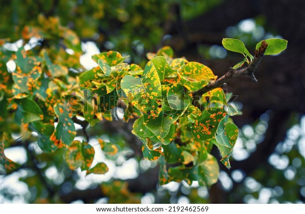 Pear
tree fungal disease Gymnosporangium sabinae, rust-infected pear
leaves. Trellis rust of pear. Pear tree disease, rust spots cover
green leaves, fungal infection. Rust fungal
pathogen