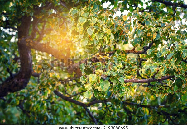 Pear\
tree fungal disease Gymnosporangium sabinae, rust-infected pear\
leaves. Trellis rust of pear. Pear tree disease, rust spots cover\
green leaves, fungal infection. Rust fungal\
pathogen
