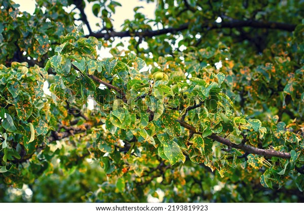 Pear tree fungal disease Gymnosporangium sabinae,\
rust-infected pear leaves. Trellis rust of pear. Pear tree disease,\
rust spots cover green leaves, fungal infection. Rust fungal\
pathogen, tree diseas