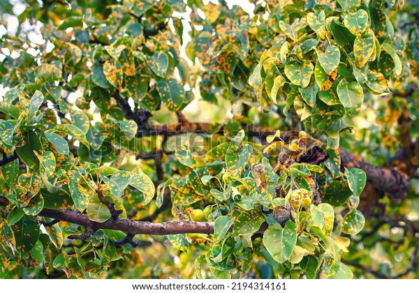 Pear tree fungal disease Gymnosporangium\
sabinae, rust-infected pear leaves. Trellis rust of pear. Pear tree\
disease, rust spots cover green leaves, fungal infection. Leaf rust\
fungal pathogen